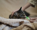 Кошки в Москве: Котенок в добрые руки Девочка, Бесплатно - фото 3