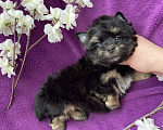 Собаки в Москве: Чёрный йорк мальчик стандарт Мальчик, 50 000 руб. - фото 8