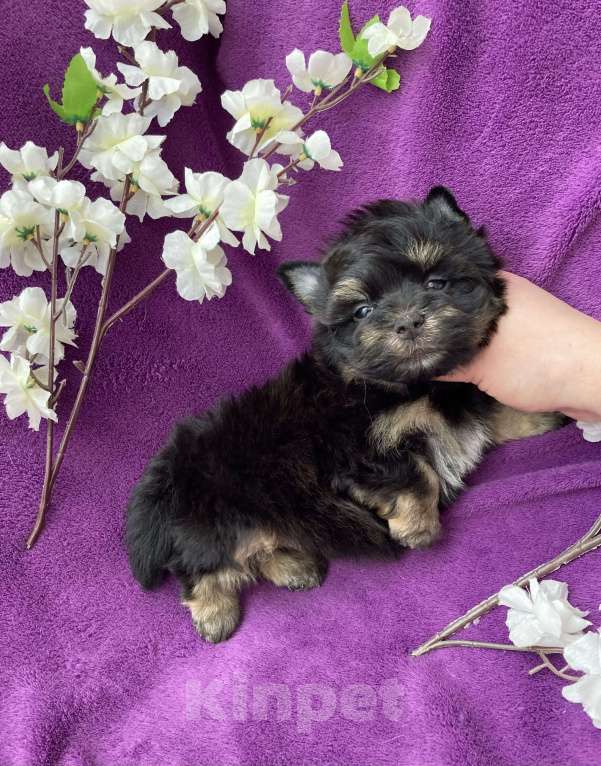 Собаки в Москве: Чёрный йорк мальчик стандарт Мальчик, 50 000 руб. - фото 8