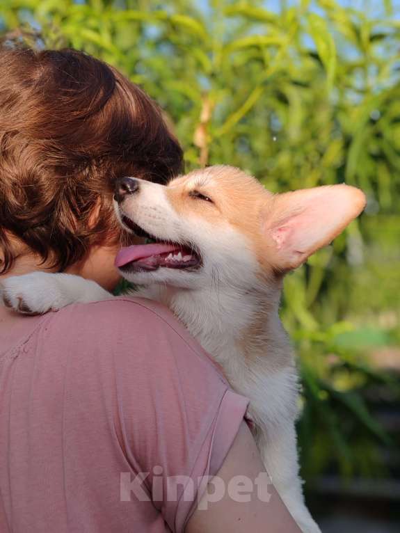 Собаки в Симферополе: Девочка корги Девочка, 60 000 руб. - фото 5