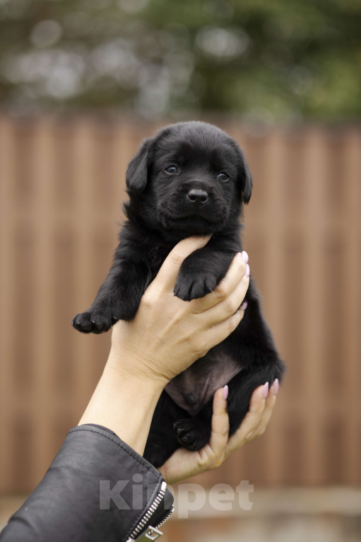 Собаки в Санкт-Петербурге: Черные щенки Лабрадора  Мальчик, 90 000 руб. - фото 4