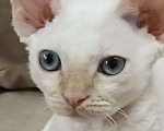 Кошки в Электростали: Мальчик Девон Рекс Мальчик, Бесплатно - фото 5