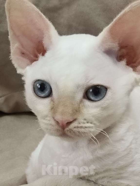 Кошки в Электростали: Мальчик Девон Рекс Мальчик, Бесплатно - фото 5