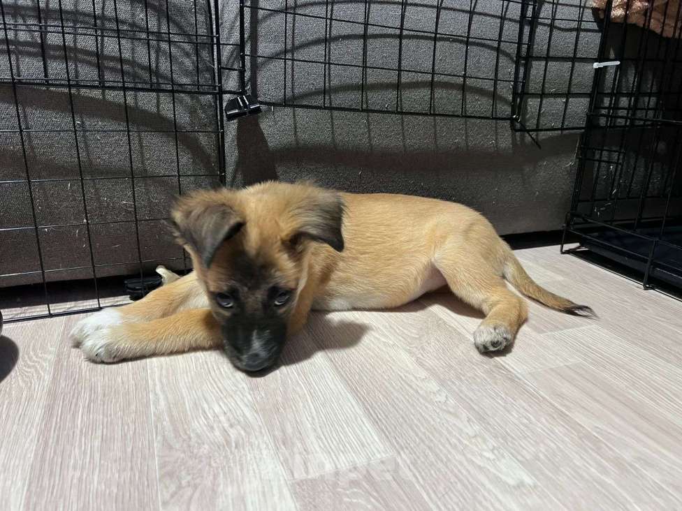 Собаки в Химках: Малышка Лиса Девочка, Бесплатно - фото 4