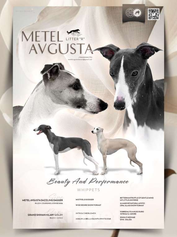 Собаки в Москве: Голубые щенки уиппета Разнополые, Бесплатно - фото 1