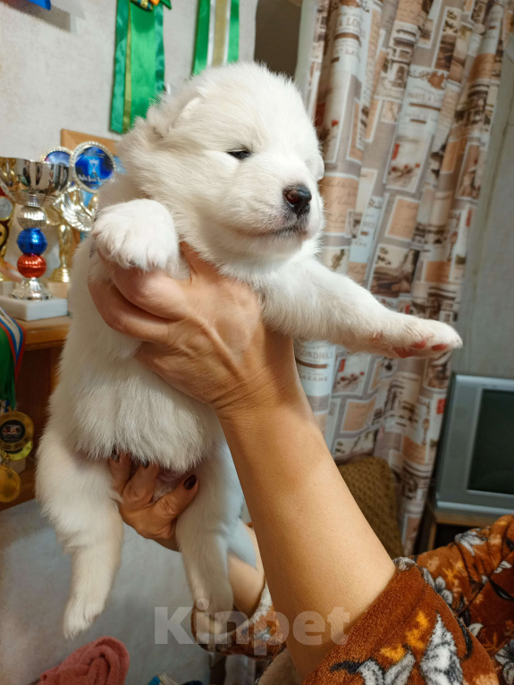 Собаки в Мосальске: Мишутки самоедики Мальчик, 25 000 руб. - фото 2