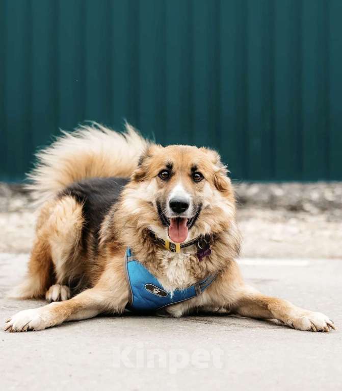 Собаки в Москве: Пёс вашей мечты Леонид! Собака-компаньон в дар Мальчик, 1 руб. - фото 4