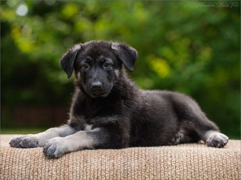 Собаки в других городах Самарской области: Девочка ВЕО Девочка, 60 000 руб. - фото 4
