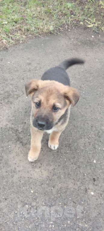 Собаки в Новомосковске: Щенок в добрые руки Девочка, Бесплатно - фото 2