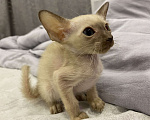Кошки в Краснодаре: Ориентальный котенок Девочка, Бесплатно - фото 8