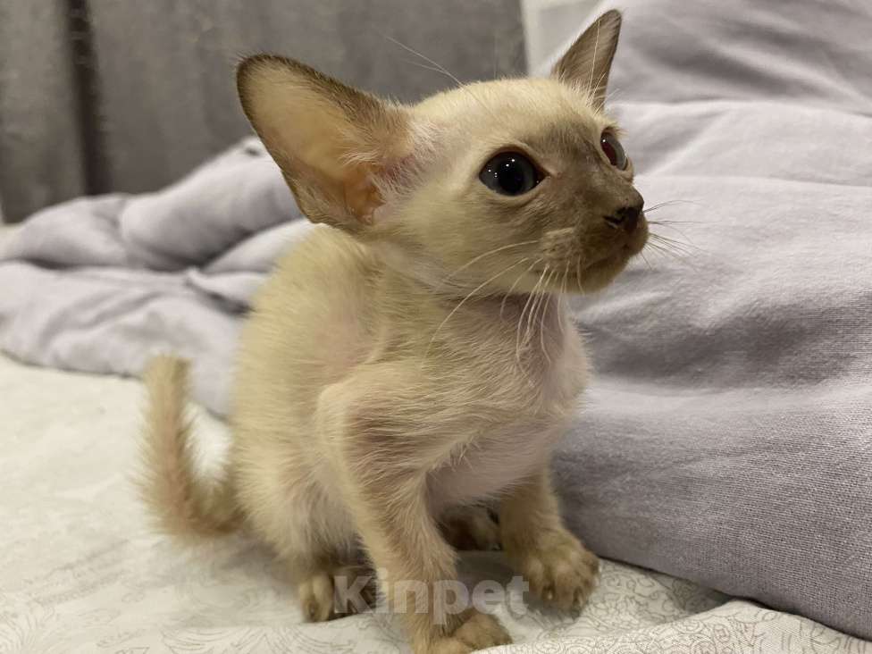 Кошки в Краснодаре: Ориентальный котенок Девочка, Бесплатно - фото 8