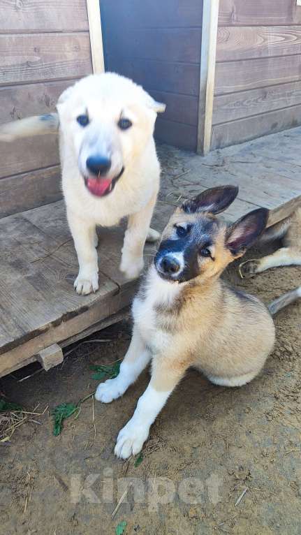 Собаки в других городах Московской области: Мишель Девочка, Бесплатно - фото 9