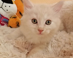 Кошки в Калуге: Котята породы Курильский бобтейл Мальчик, 40 000 руб. - фото 6