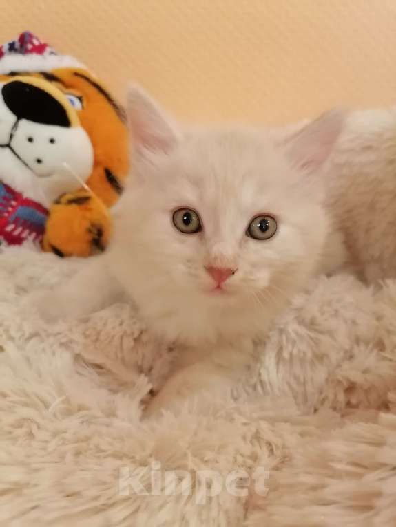 Кошки в Калуге: Котята породы Курильский бобтейл Мальчик, 40 000 руб. - фото 6