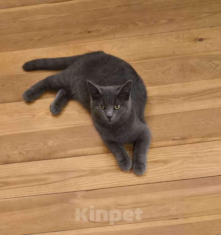 Кошки в других городах Московской области: Масюня Девочка, 10 руб. - фото 1