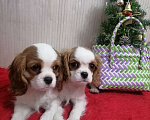 Собаки в Москве: Кавалер Кинг Чарльз спаниель. Щенки  Девочка, 100 000 руб. - фото 4