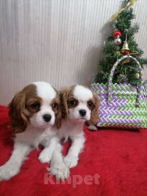 Собаки в Москве: Кавалер Кинг Чарльз спаниель. Щенки  Девочка, 100 000 руб. - фото 4