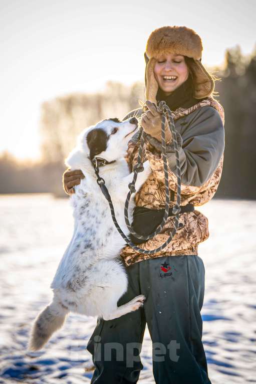 Собаки в Клине: Ласка — озорная попрыгунья Девочка, Бесплатно - фото 6