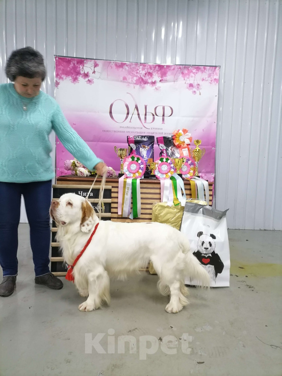 Собаки в Чите: Щенки кламбер спаниеля Разнополые, 50 000 руб. - фото 7