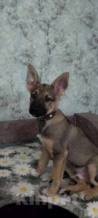 Собаки в Новоалтайске: В добрые руки  Мальчик, Бесплатно - фото 1