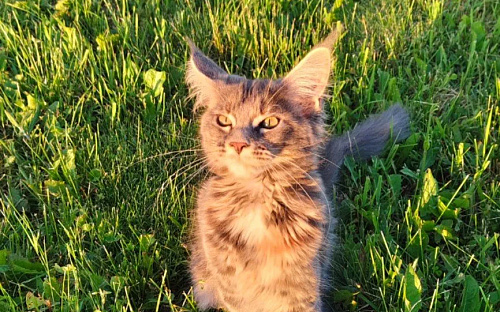 Котенок мейн-кун