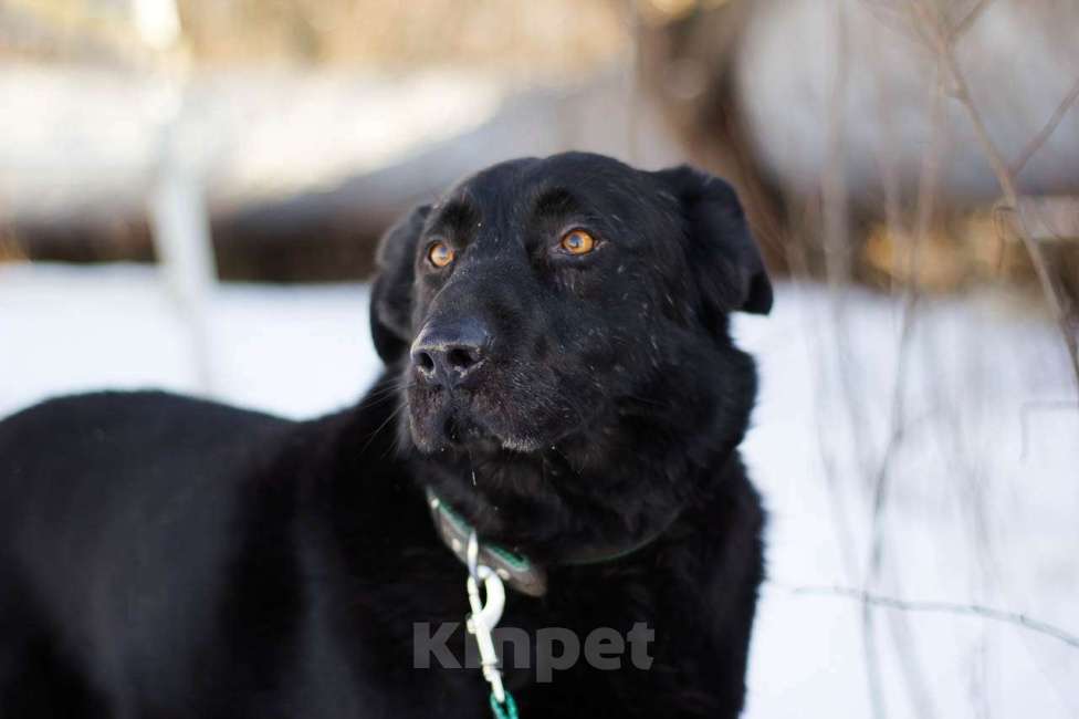 Собаки в Москве: Челленджер Мальчик, Бесплатно - фото 2