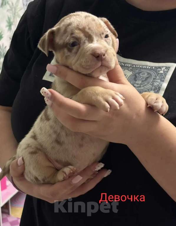 Собаки в Москве: Щенки американского булли в типе покет Разнополые, 70 000 руб. - фото 1