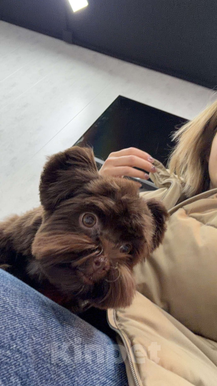 Собаки в Пятигорске: Мальтипу щенок 5 месяцев  Девочка, Бесплатно - фото 3