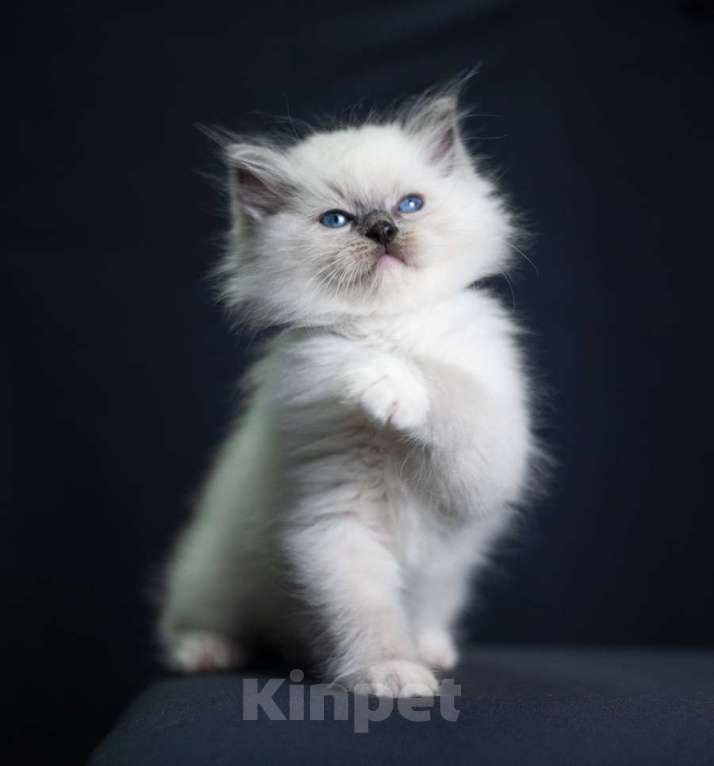 Кошки в Санкт-Петербурге: рэгдолл котята Мальчик, 90 000 руб. - фото 3