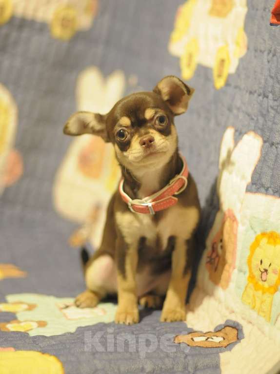 Собаки в Новосибирске: чихуахуа щенки Девочка, Бесплатно - фото 4