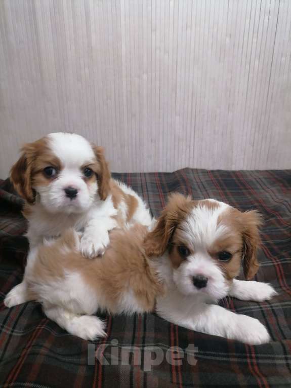 Собаки в Москве: Кавалер Кинг Чарльз спаниель 2 мес. Девочка, 80 000 руб. - фото 2