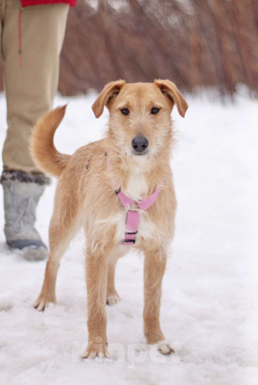 Собаки в Москве: Чувственная и нежная Камелия мечтает обрести семью Девочка, Бесплатно - фото 1