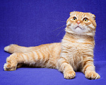 Кошки в Москве: Вислоухий кот в поисках семьи Мальчик, Бесплатно - фото 1