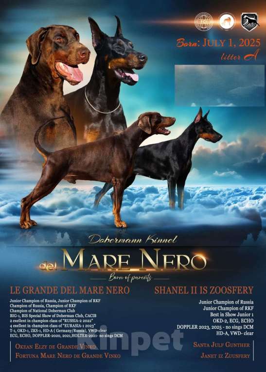 Собаки в Ейске: щенок добермана Девочка, 90 000 руб. - фото 6