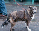 Собаки в Москве: Грей ищет дом  Мальчик, 10 руб. - фото 1
