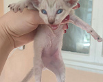 Кошки в Краснодаре: Котята сфинкс браш Мальчик, 6 000 руб. - фото 7