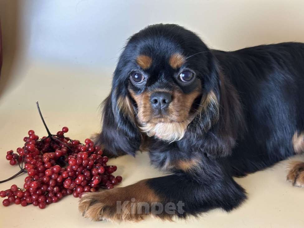 Собаки в Тамбове: Подрощенная девочка кавалер Девочка, 70 000 руб. - фото 3