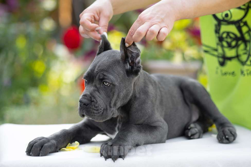 Собаки в Краснодаре: Щенки Кане корсо Мальчик, Бесплатно - фото 5