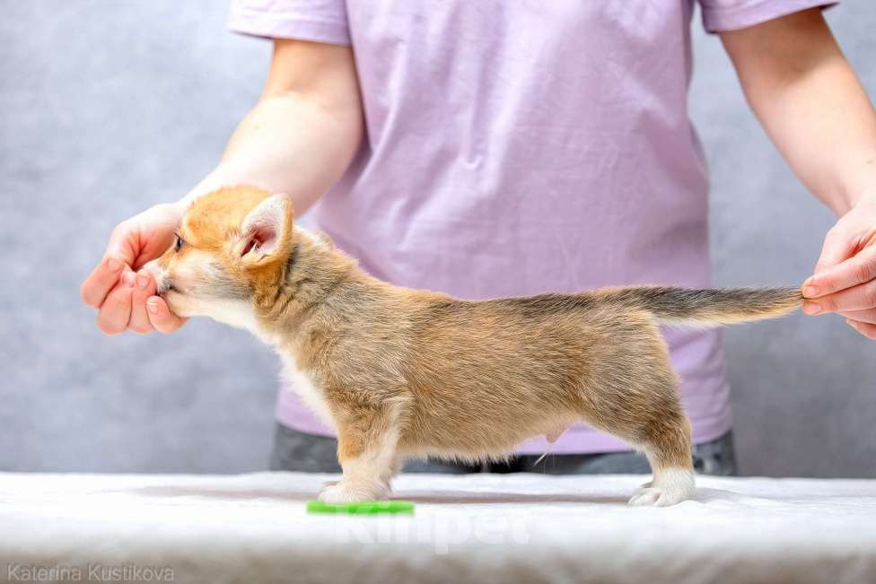 Собаки в Москве: Щенки вельш корги пемброк Мальчик, 55 000 руб. - фото 9