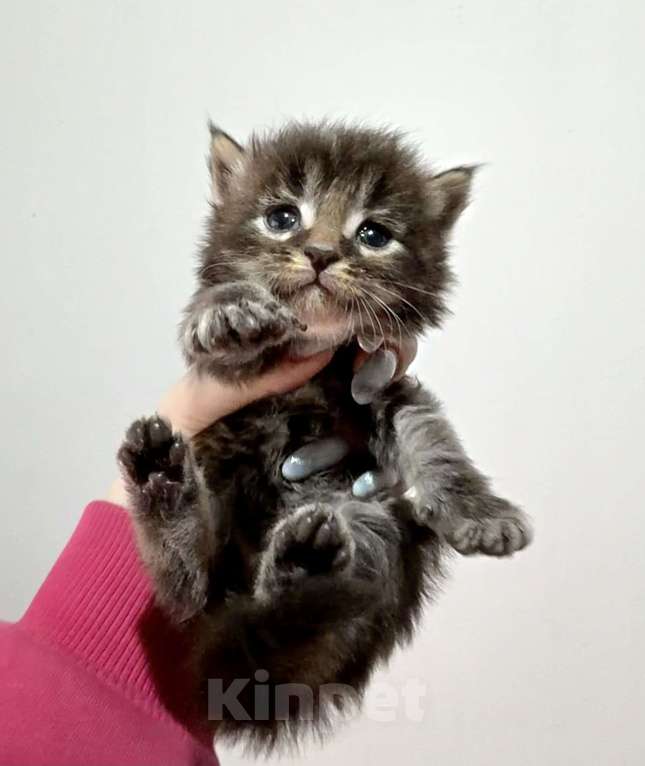 Кошки в Нижнем Новгороде: Котёнок Мей-кун Мальчик, Бесплатно - фото 1