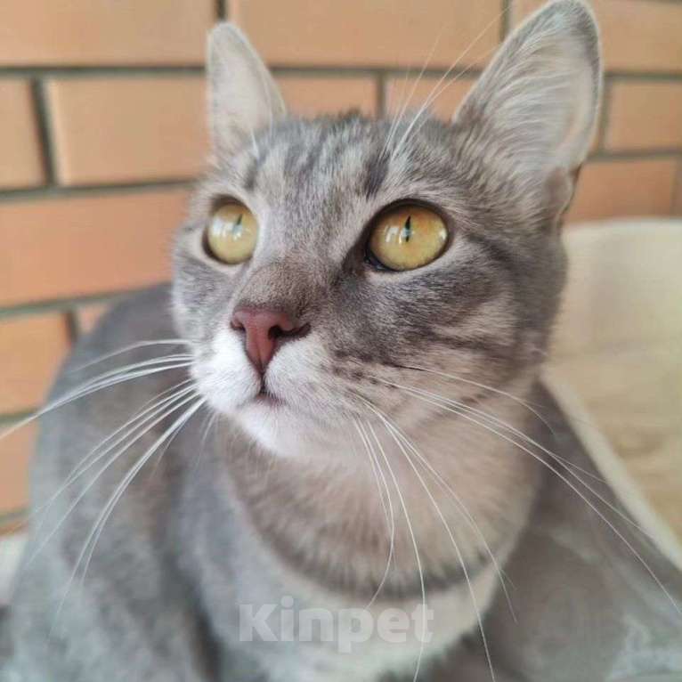 Кошки в Москве: Крошечная испуганная кошечка Девочка, Бесплатно - фото 4