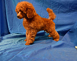 Собаки в Долгопрудном: Пуделя щенок миниатюрный красный мальчик из питомника.  Мальчик, 100 000 руб. - фото 1