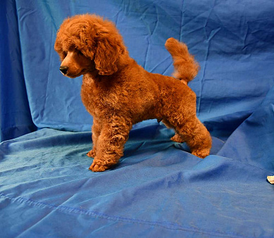 Объявление: Пуделя щенок миниатюрный красный мальчик из питомника. , 100 000 руб., Долгопрудный