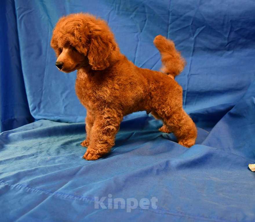 Собаки в Долгопрудном: Пуделя щенок миниатюрный красный мальчик из питомника.  Мальчик, 100 000 руб. - фото 1