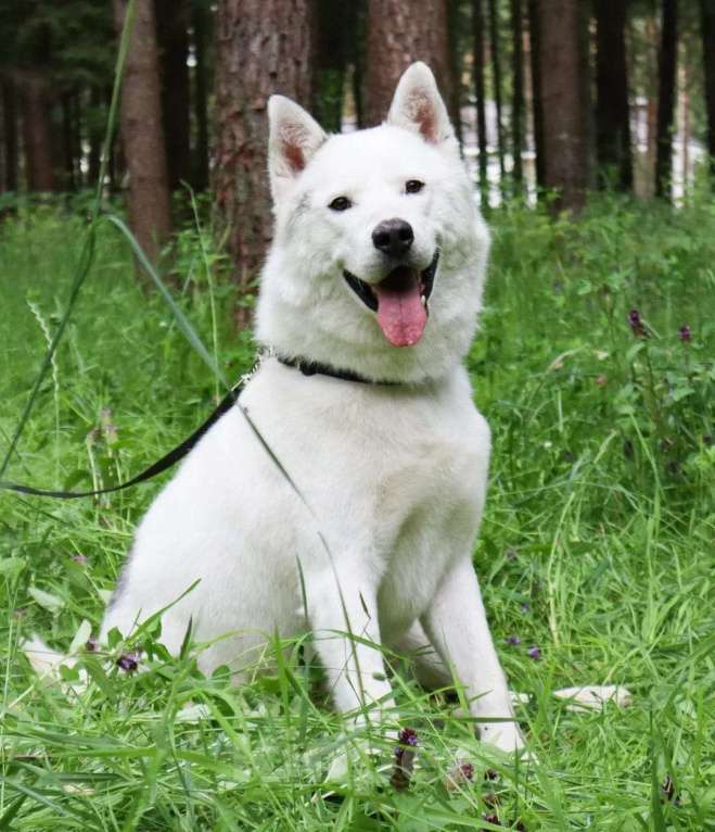 Собаки в Москве: Белый красавец Норд в добрые руки Мальчик, 1 руб. - фото 4