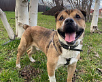 Собаки в Краснодаре: Барни ищет семью Мальчик, 10 руб. - фото 2