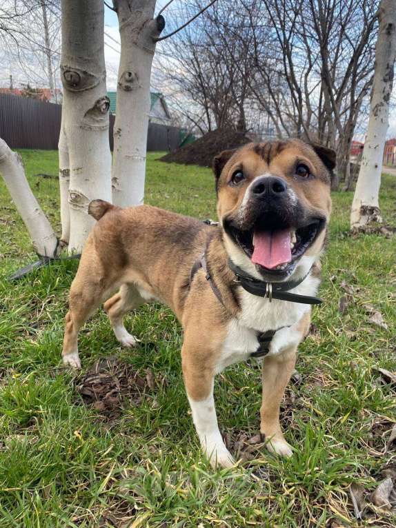 Собаки в Краснодаре: Барни ищет семью Мальчик, 10 руб. - фото 2