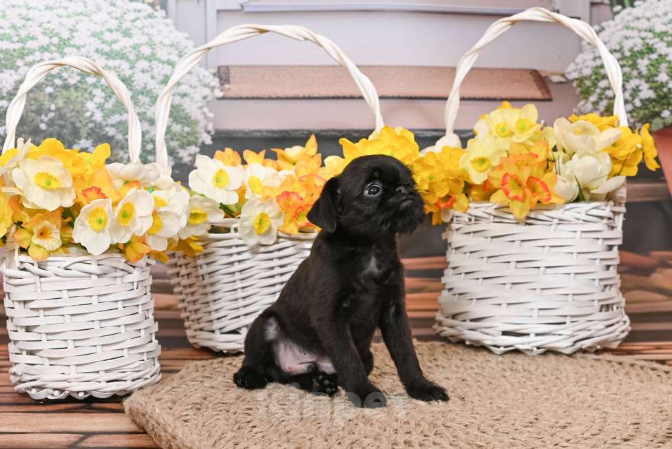 Собаки в Санкт-Петербурге: Щенок Бельгийского гриффона, мальчик Мальчик, 45 000 руб. - фото 3
