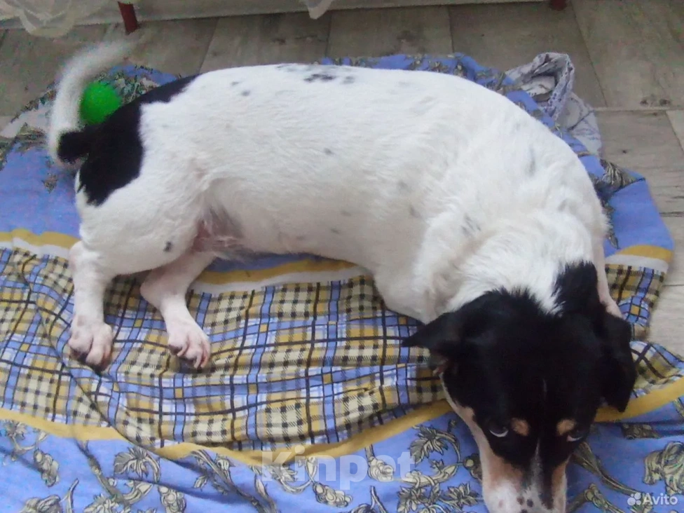 Собаки в Ханты-Мансийске: Джек-рассел-терьер, взрослая собака Девочка, Бесплатно - фото 3