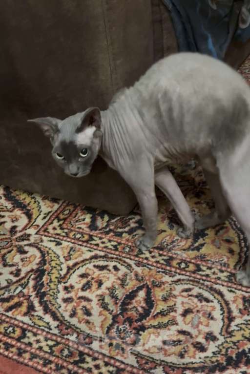 Кошки в других городах Московской области: Донской сфинкс Девочка, 6 000 руб. - фото 1